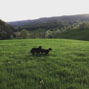 Mishka and Archer in the field.