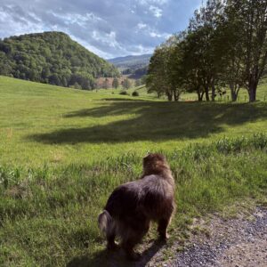 Mishka surveying her domain.